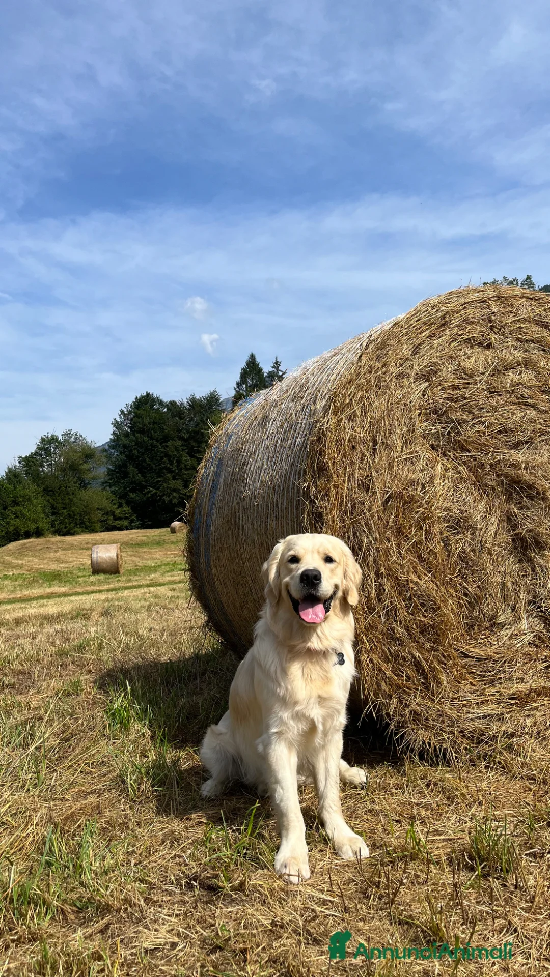 Golden Retriever cani per accoppiamento: Golden Retriever per accoppiamenti  a Provincia di Varese - Annuncio 4