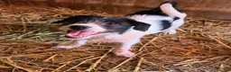 Meticcio cani in regalo: TALIA, cucciola spaventata cerca amore. TG PICCOLA - Annuncio 6