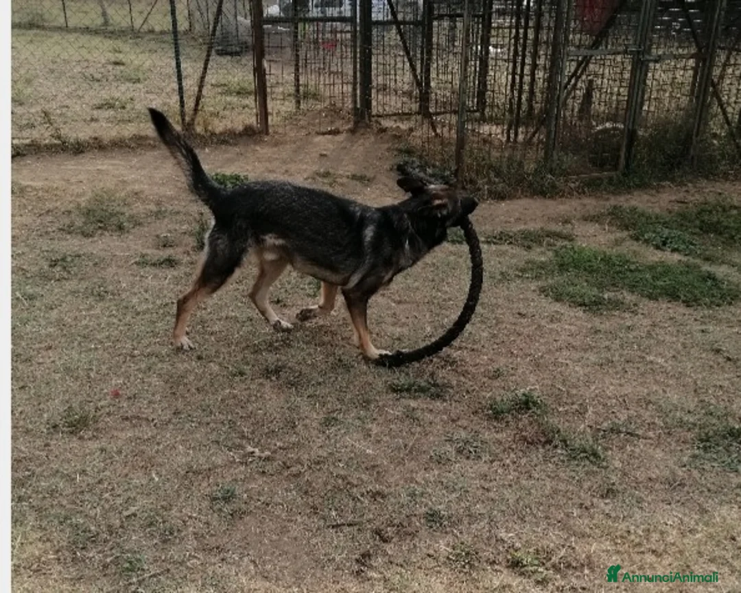 Meticcio cani in regalo: Hermes, dolcissimo, taglia media  a Roma - Annuncio 4