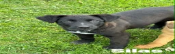 Meticcio cani in regalo: SILAS, cucciolotto in nero ignorato da tutti. - Annuncio 3