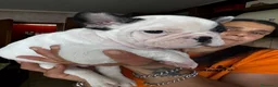 Bulldog Francese cani in vendita: Cuccioli di bulldog Francesce  a Provincia di Campobasso - Annuncio 15
