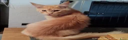 Maine Coon gatti in vendita: Dolcissimi cuccioli di Maine Coon xxl - Annuncio 18