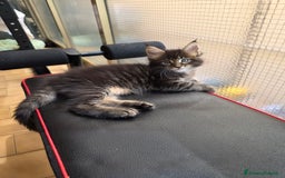 Maine Coon gatti in vendita: Cuccioli Maine Coon a Provincia di Treviso - Immagine 5