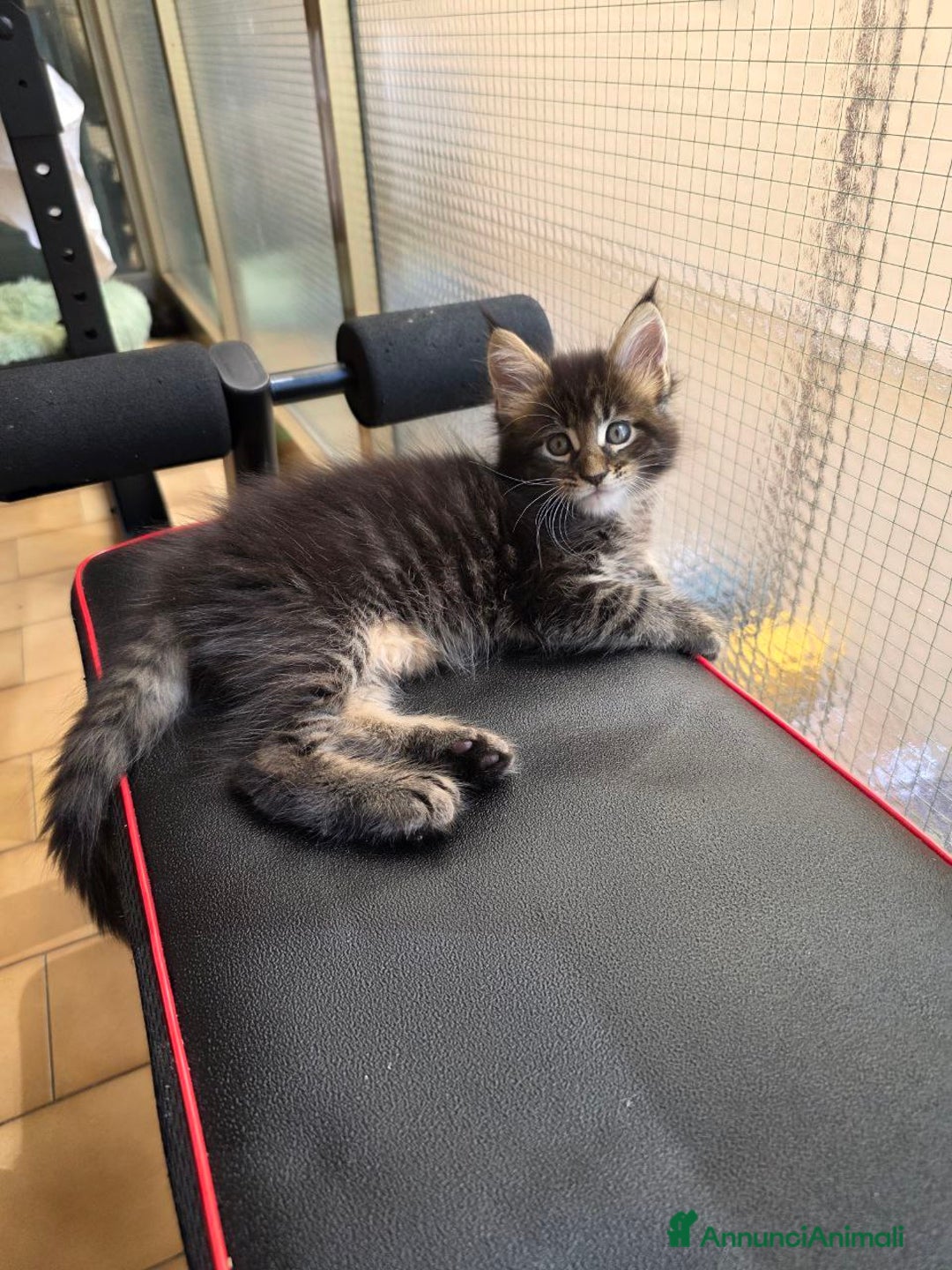 Maine Coon gatti in vendita: Cuccioli Maine Coon a Provincia di Treviso - Immagine 5