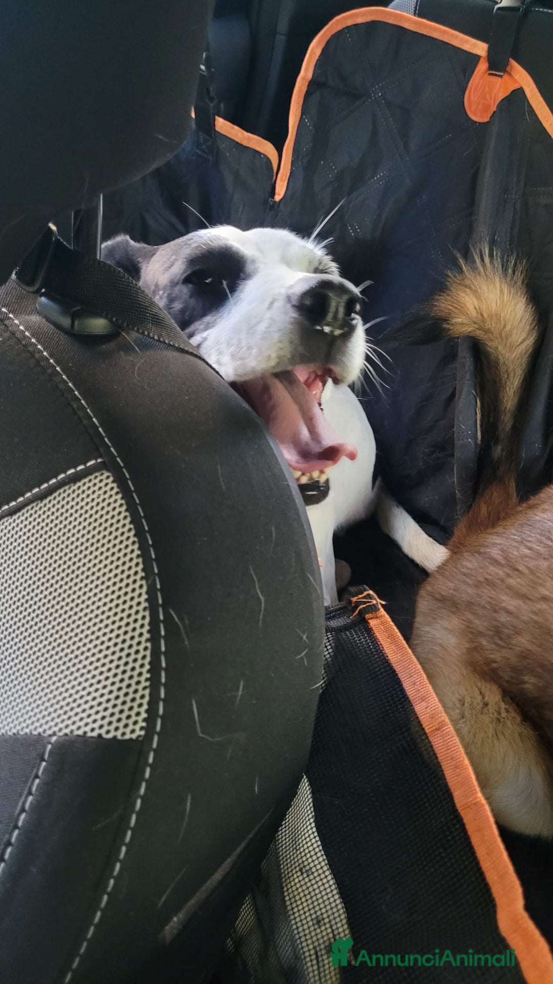 Meticcio cani in regalo: Splendida meticcia - BELLA - Annuncio 6