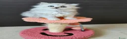 Persiano gatti in vendita: Cucciolata persiani Chinchilla  - Annuncio 7