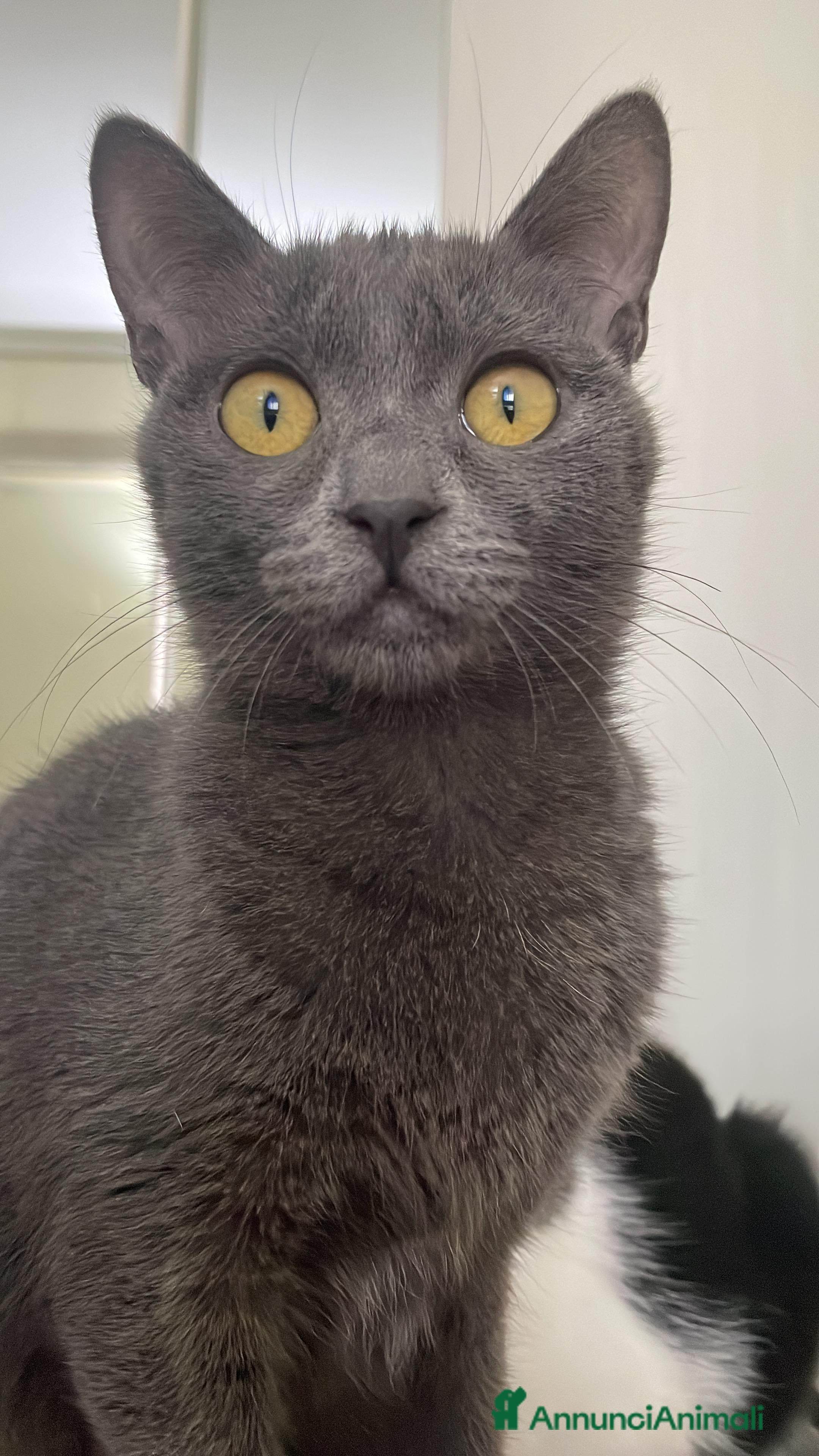 Certosino gatti Gri micina simil siamese  - Annuncio 2