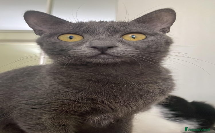 Certosino gatti Gri micina simil siamese  - Annuncio 1