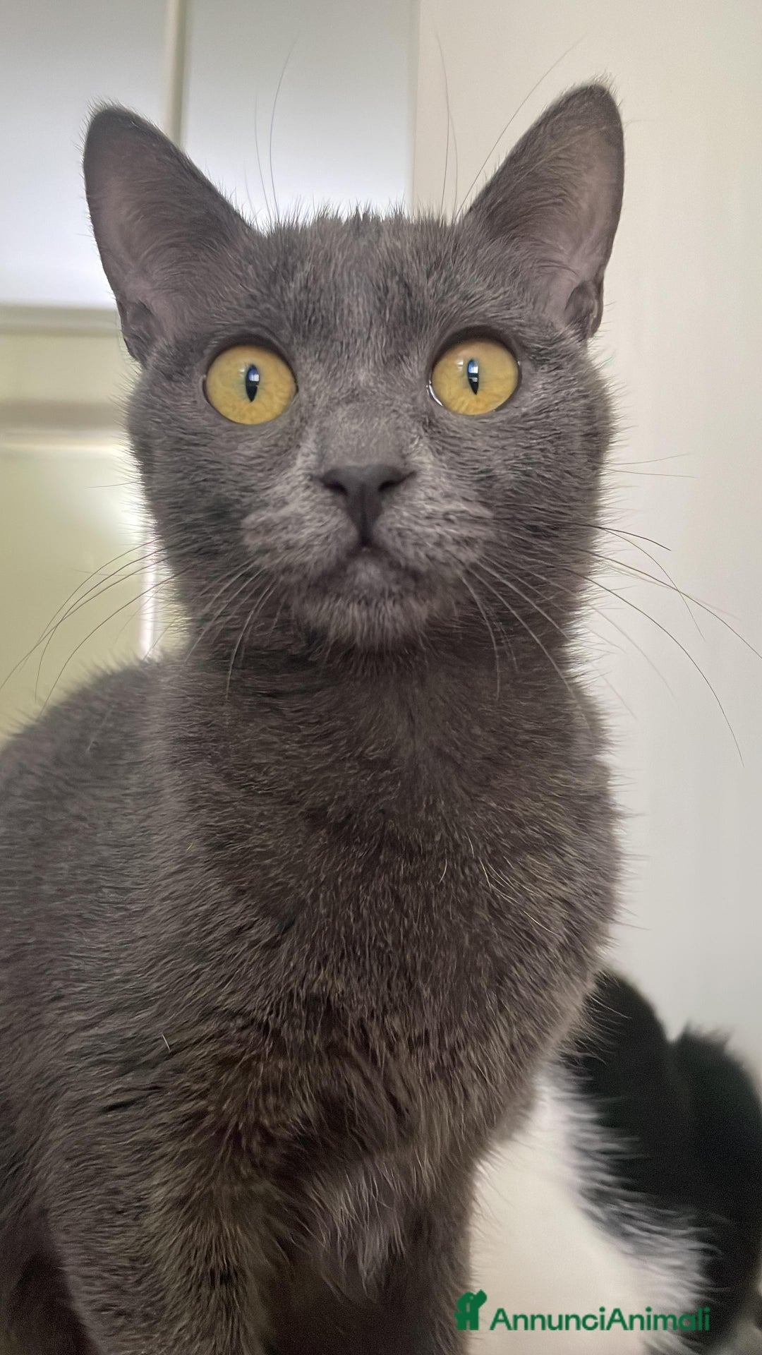 Certosino gatti in regalo: Gri micina simil siamese  - Annuncio 1