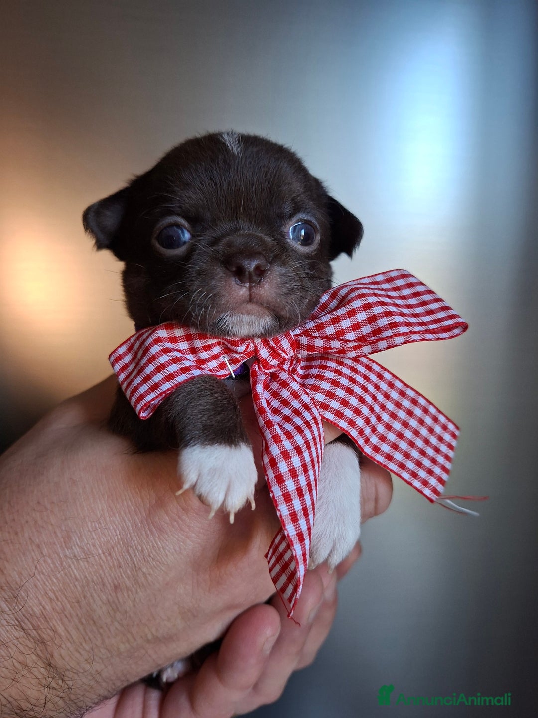 Chihuahua cani in vendita: Chihuahua pelo lungo tg mini  - Annuncio 5