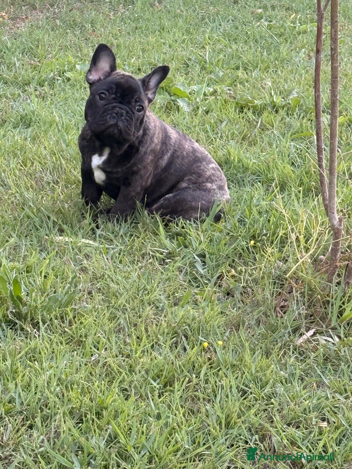 Bulldog Francese cani Buldog francese pedigree  - Annuncio 2