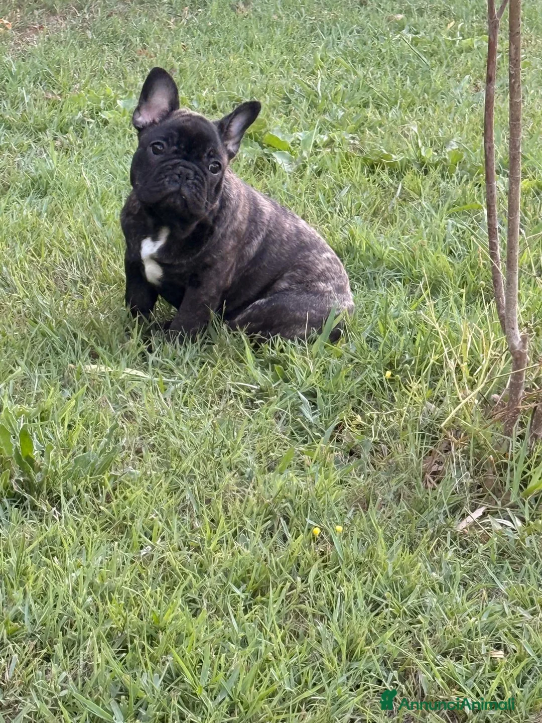 Bulldog Francese cani in vendita: Buldog francese pedigree  - Annuncio 1