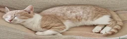 Altre razze gatti in regalo: Gattini (2 ♀ 1 ♂) - Annuncio 5