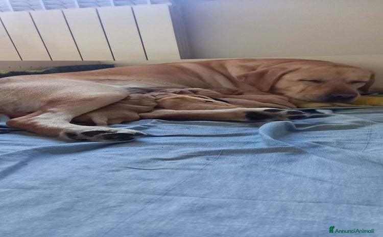 Labrador cani - Annuncio 2