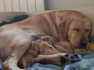 Labrador cani cuccioli labrador provincia di Grosseto - Annuncio 23