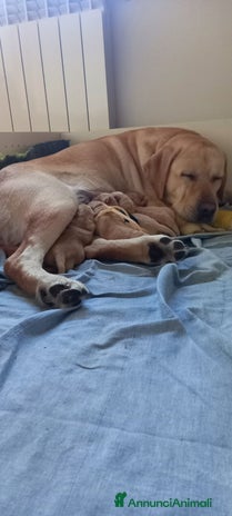 Labrador cani - Annuncio 3