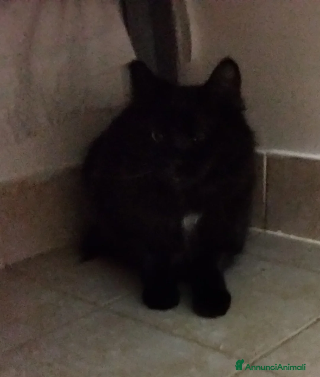 Meticcio gatti in regalo: Charlotte ed Anne, micine di 6 mesi cercano casa. - Annuncio 4