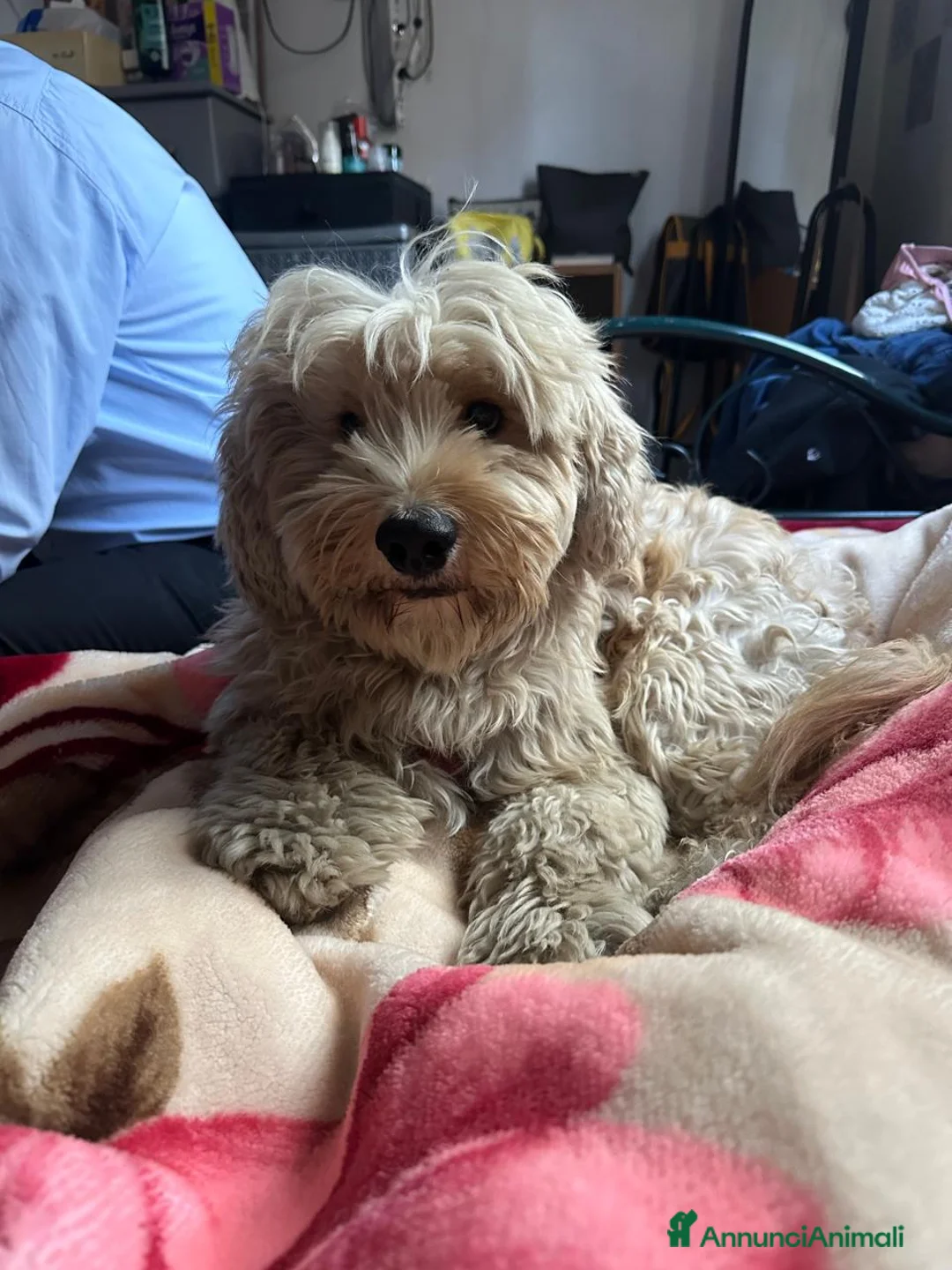 Barboncino cani in regalo: Splendido Barboncino - FLUFFY - Annuncio 11