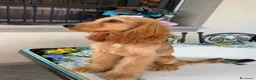 Cocker cani in vendita: Cucciola di cocker spaniel inglese a Città metropolitana di Milano - Annuncio 2