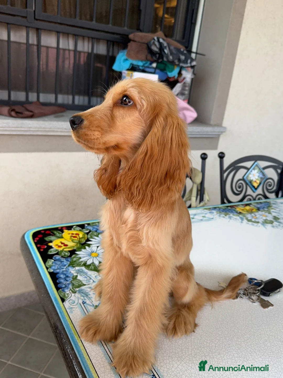 Cocker cani in vendita: Cucciola di cocker spaniel inglese a Città metropolitana di Milano - Annuncio 2