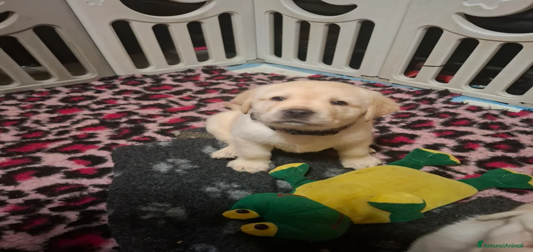 Immagine della galleria {{count}}