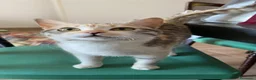 Europeo gatti in regalo: IRIDELLA, dolce micina in adozione! - Annuncio 8