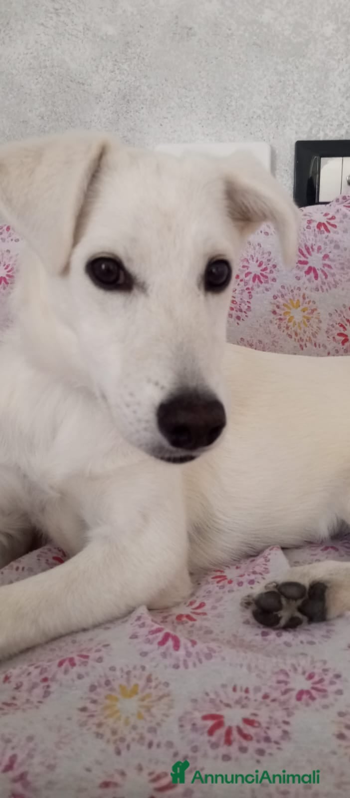 Meticcio cani Cucciola di taglia media contenuta  - Annuncio 12