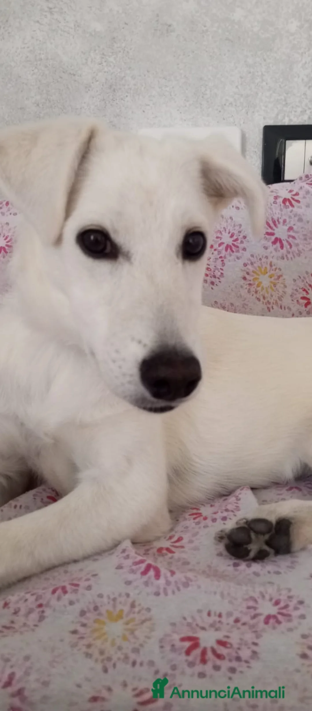 Meticcio cani in regalo: Cucciola di taglia media contenuta  - Annuncio 1