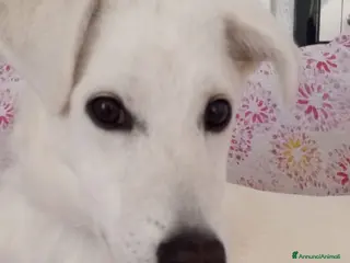 Meticcio cani Cucciola di taglia media contenuta - Annuncio 12