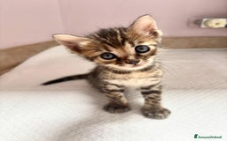Bengala gatti in vendita: Cuccioli Bengala  a Città Metropolitana di Torino - Immagine 1