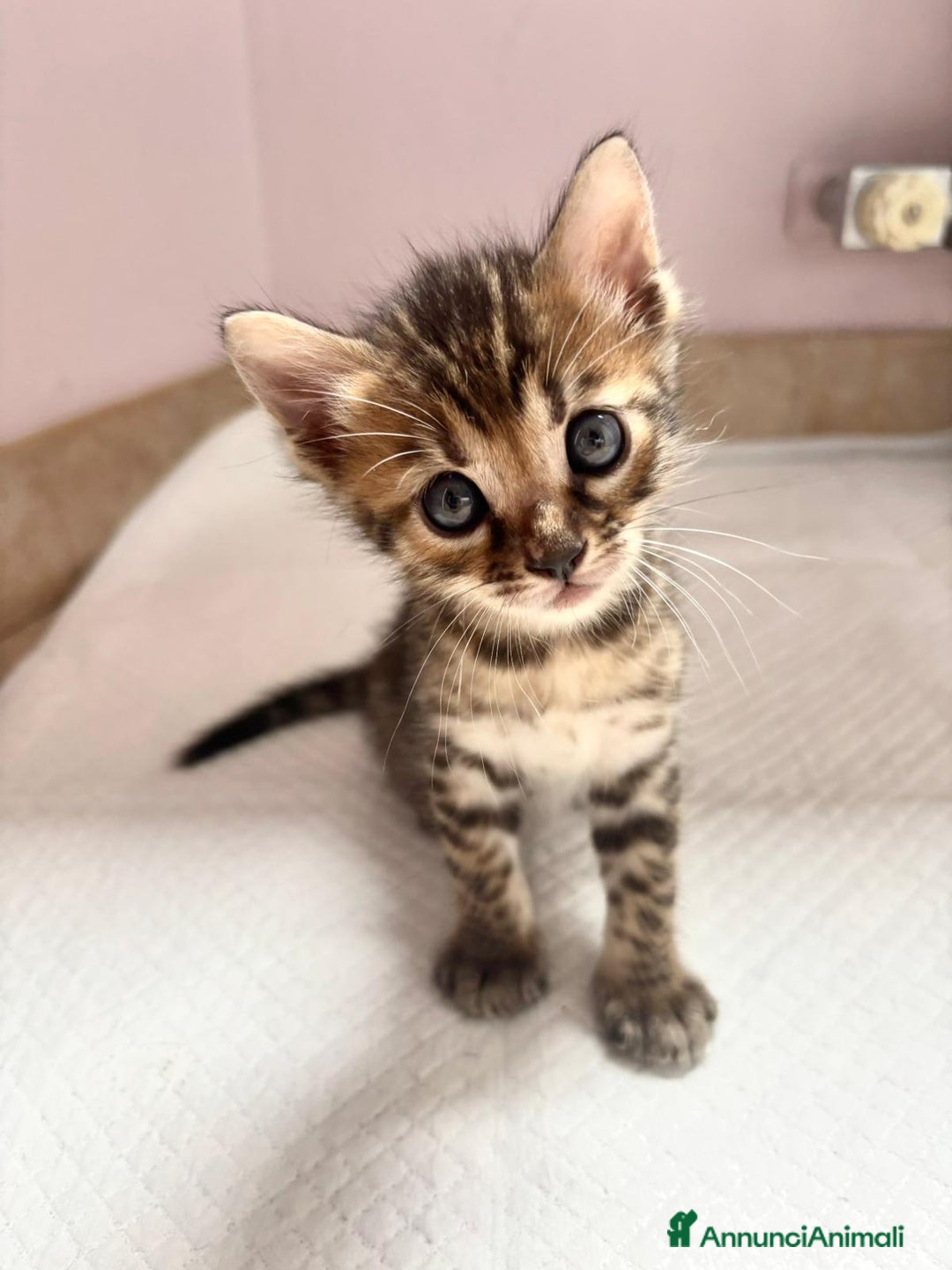 Bengala gatti in vendita: Cuccioli Bengala  a Città Metropolitana di Torino - Immagine 1