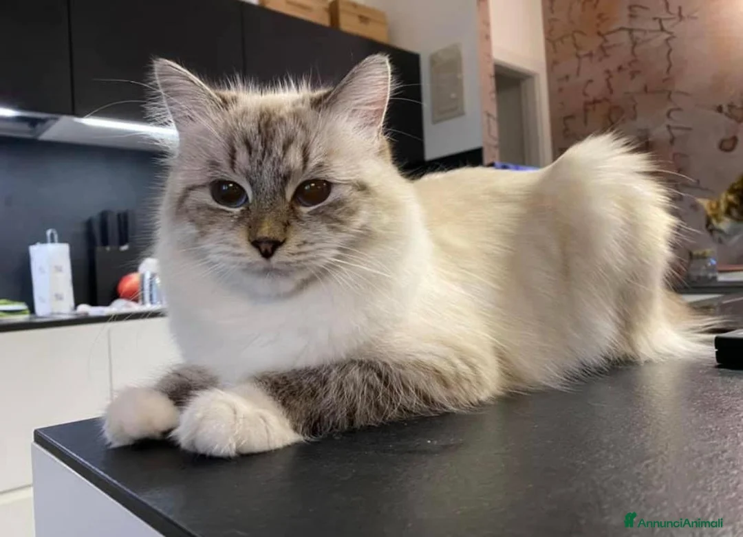 Siberiano gatti in vendita: Gattina Siberiana ipoallergenca - Annuncio 5