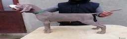Weimaraner cani in vendita: Cuccioli weimaraner  - Annuncio 6