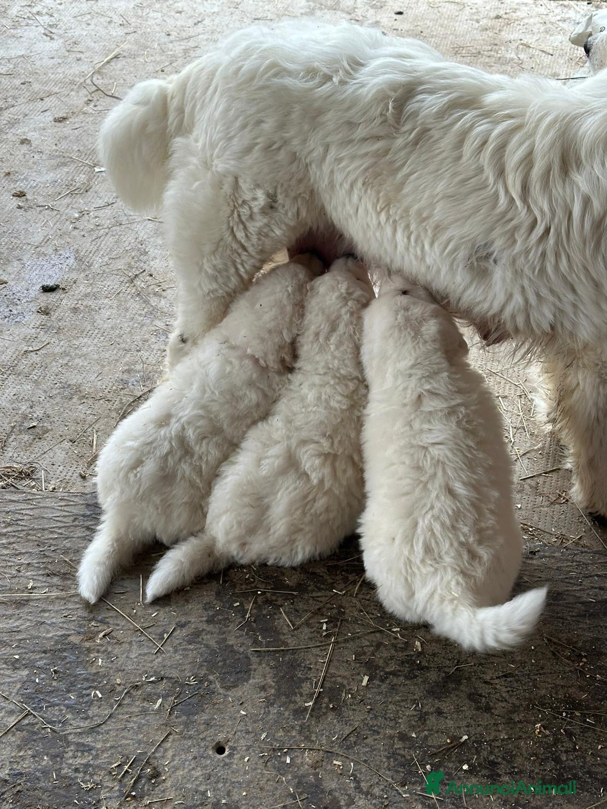 Pastore Maremmano cani Cuccioli di pastore maremmano abruzzese a Provincia di Cuneo - Annuncio 1