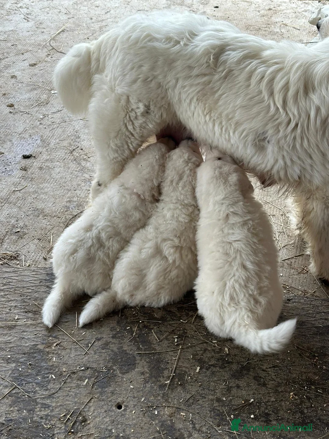 Pastore Maremmano cani in vendita: Cuccioli di pastore maremmano abruzzese a Provincia di Cuneo - Annuncio 1
