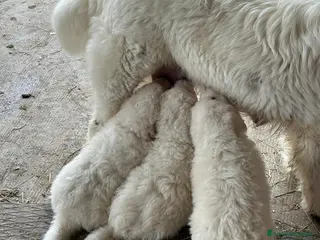 Pastore Maremmano cani Cuccioli di pastore maremmano abruzzese a Provincia di Cuneo - Annuncio 1