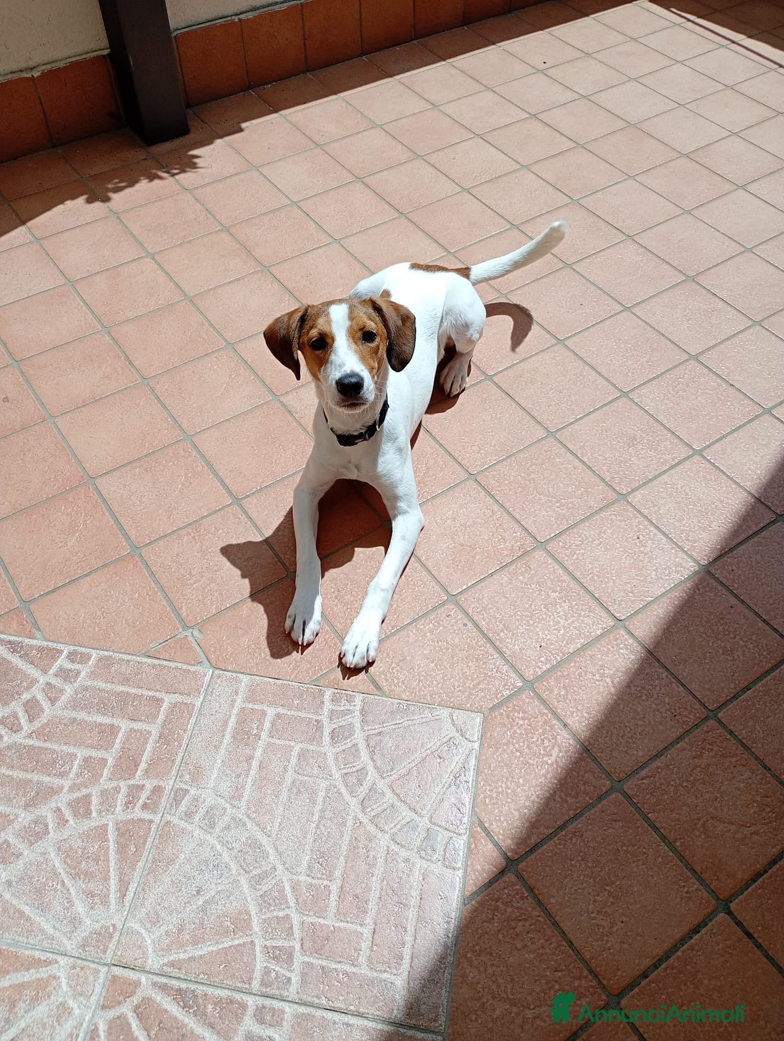 Meticcio cani cagnolina - Annuncio 1