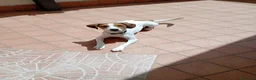 Meticcio cani in regalo: cagnolina - Annuncio 1