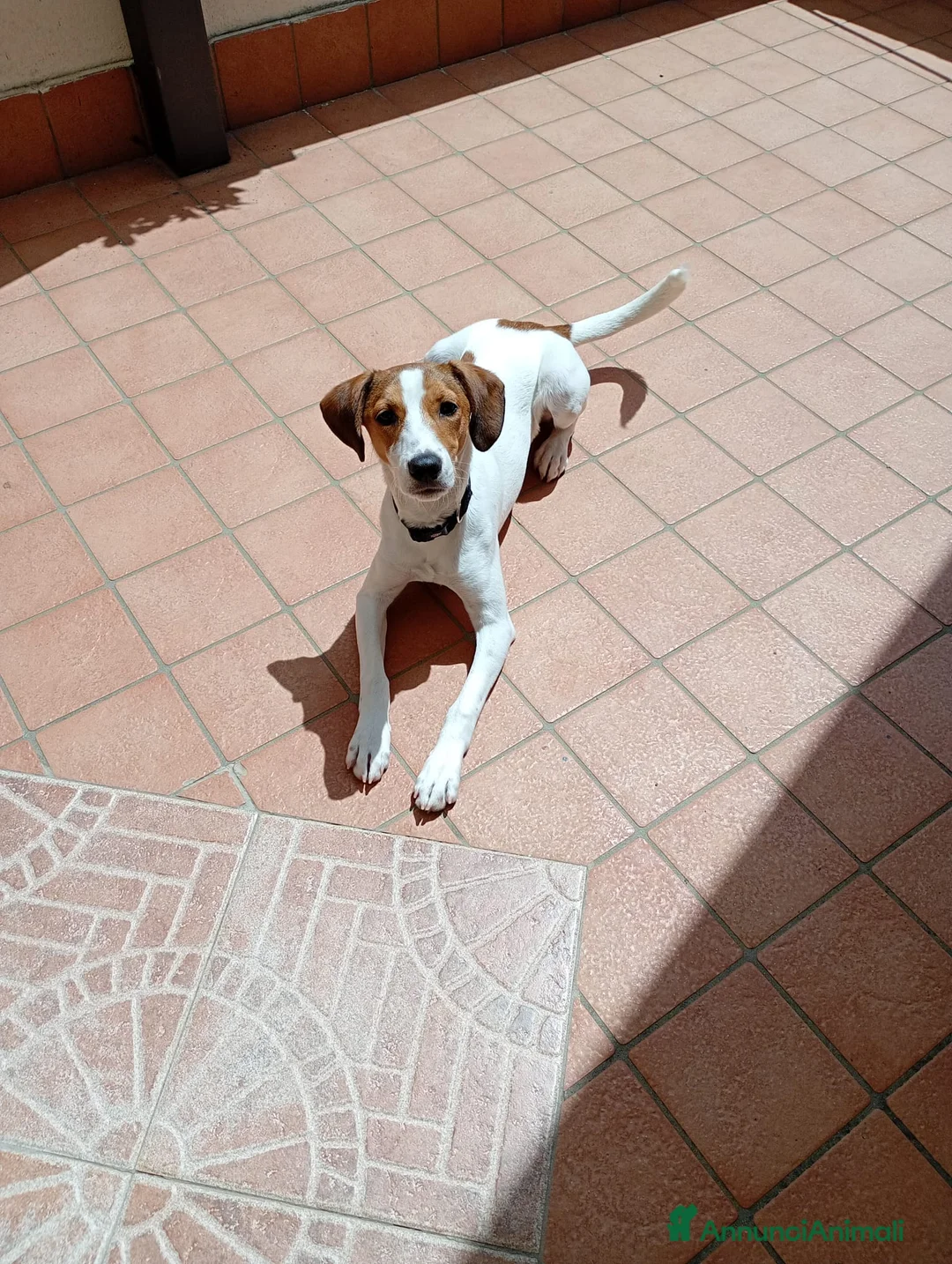 Meticcio cani in regalo: cagnolina - Annuncio 1