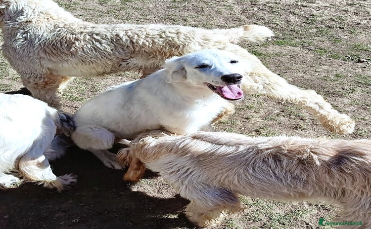 Pastore Maremmano cani L3one, supremo cucciolo di PMA: TOP - Annuncio 14