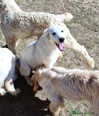 Pastore Maremmano cani L3one, supremo cucciolo di PMA: TOP - Annuncio 14