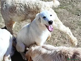 Pastore Maremmano cani L3one, supremo cucciolo di PMA: TOP - Annuncio 1