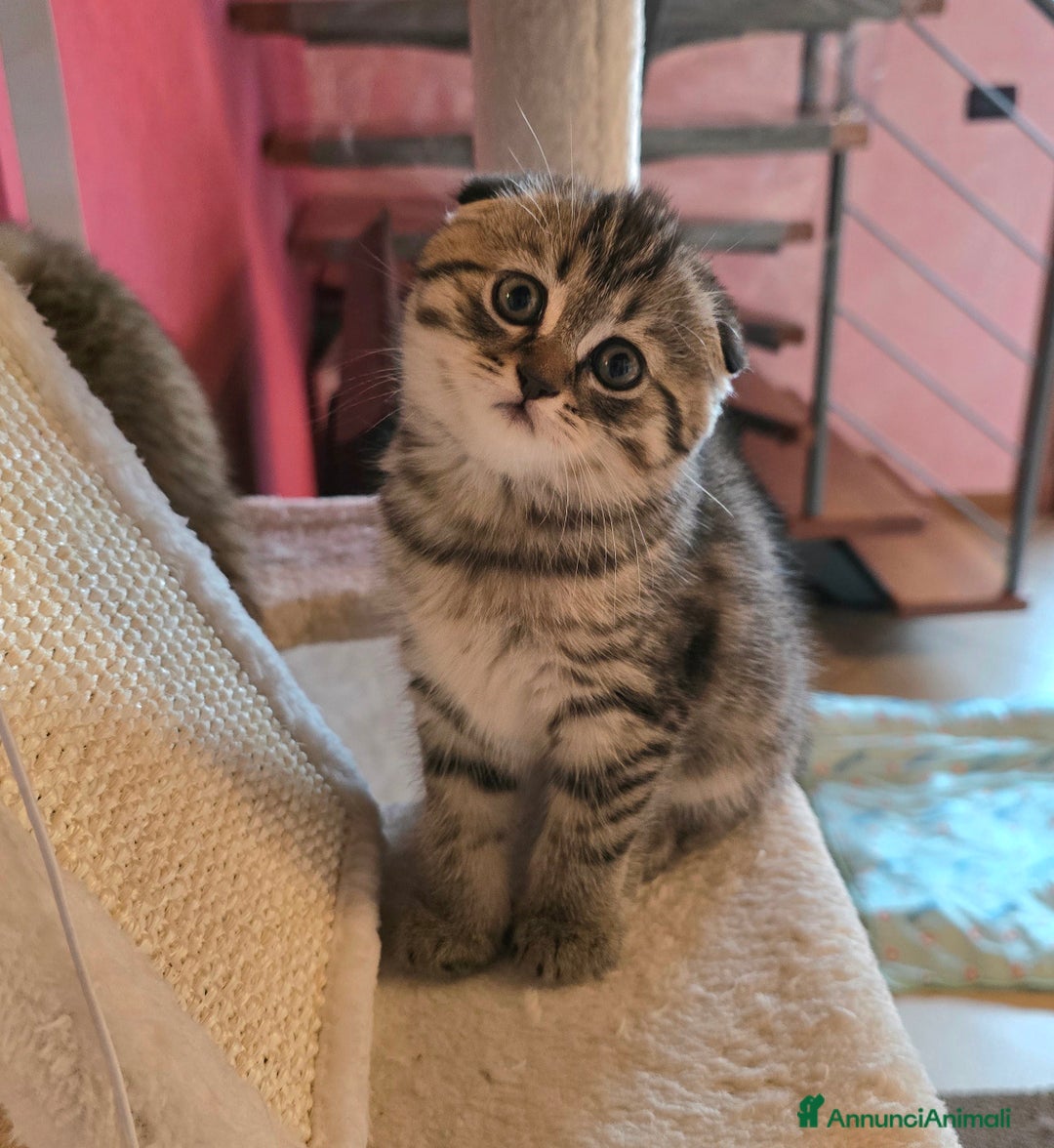 Scottish gatti in vendita: Cuccioli scottish fold e straight  a Provincia di Vicenza - Immagine 24