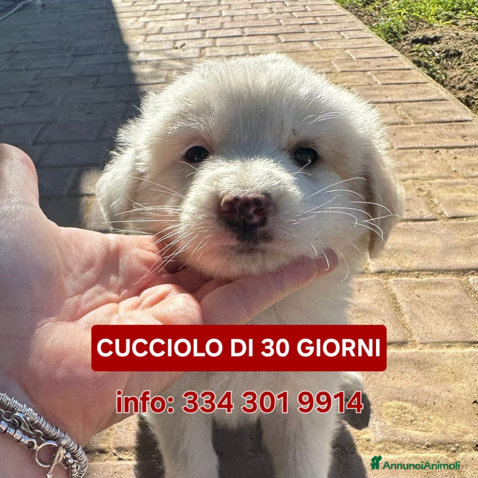 Meticcio cani RAYAN 💙-cucciolo di 1 mese, pastore cerca casa - Annuncio 20