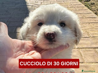 Meticcio cani RAYAN 💙-cucciolo di 1 mese, pastore cerca casa - Annuncio 34