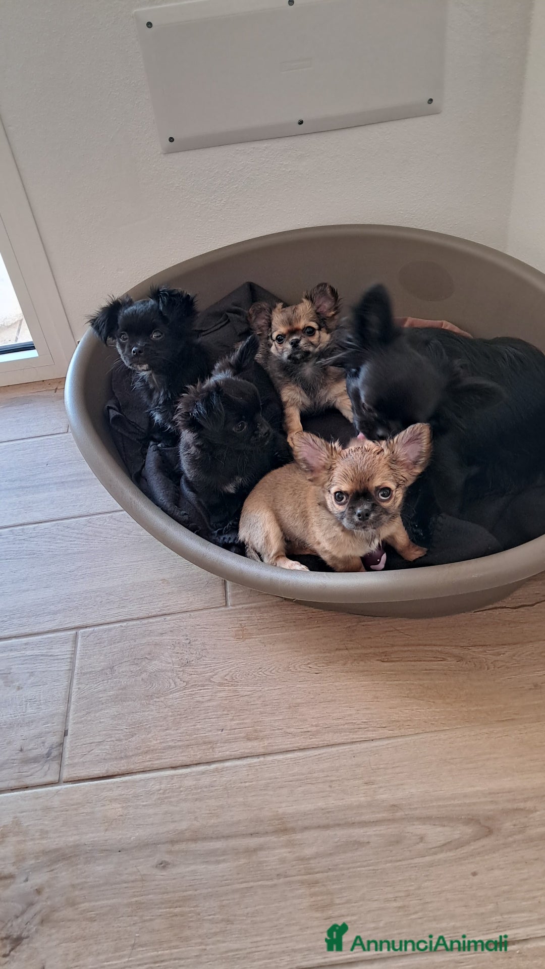 Chihuahua cani in vendita: Cuccioli chihuahua pelo lungo - Annuncio 5