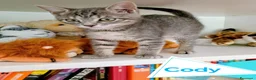 Europeo gatti in regalo: GATTINI MERAVIGLIOSI  a Provincia di Crotone - Annuncio 1