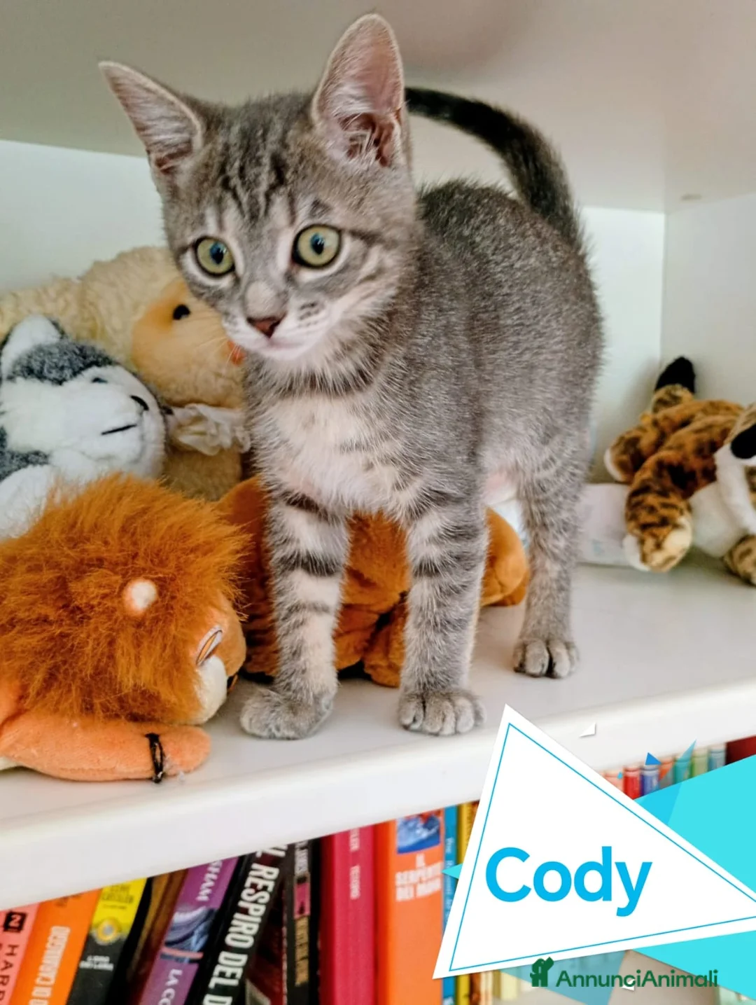 Europeo gatti in regalo: GATTINI MERAVIGLIOSI  a Provincia di Crotone - Annuncio 1