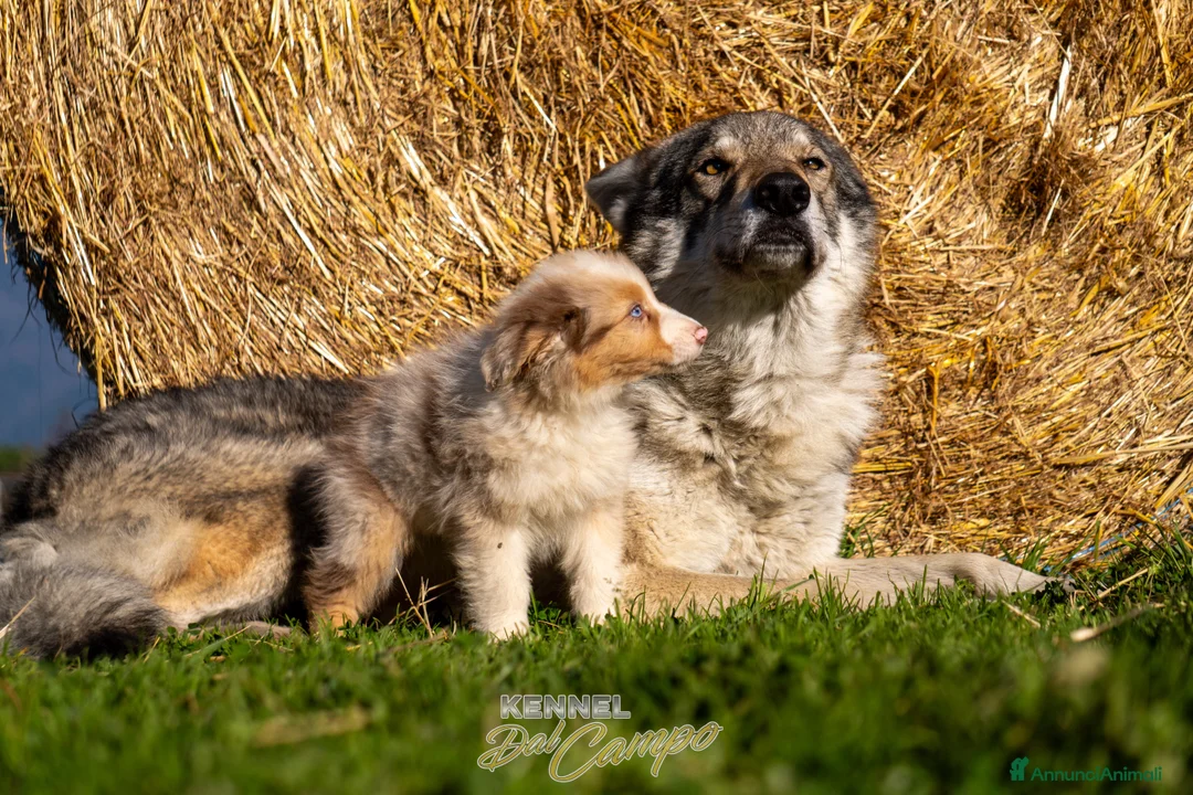 Australian Shepherd cani in vendita: Australian Shepherd  - Annuncio 23