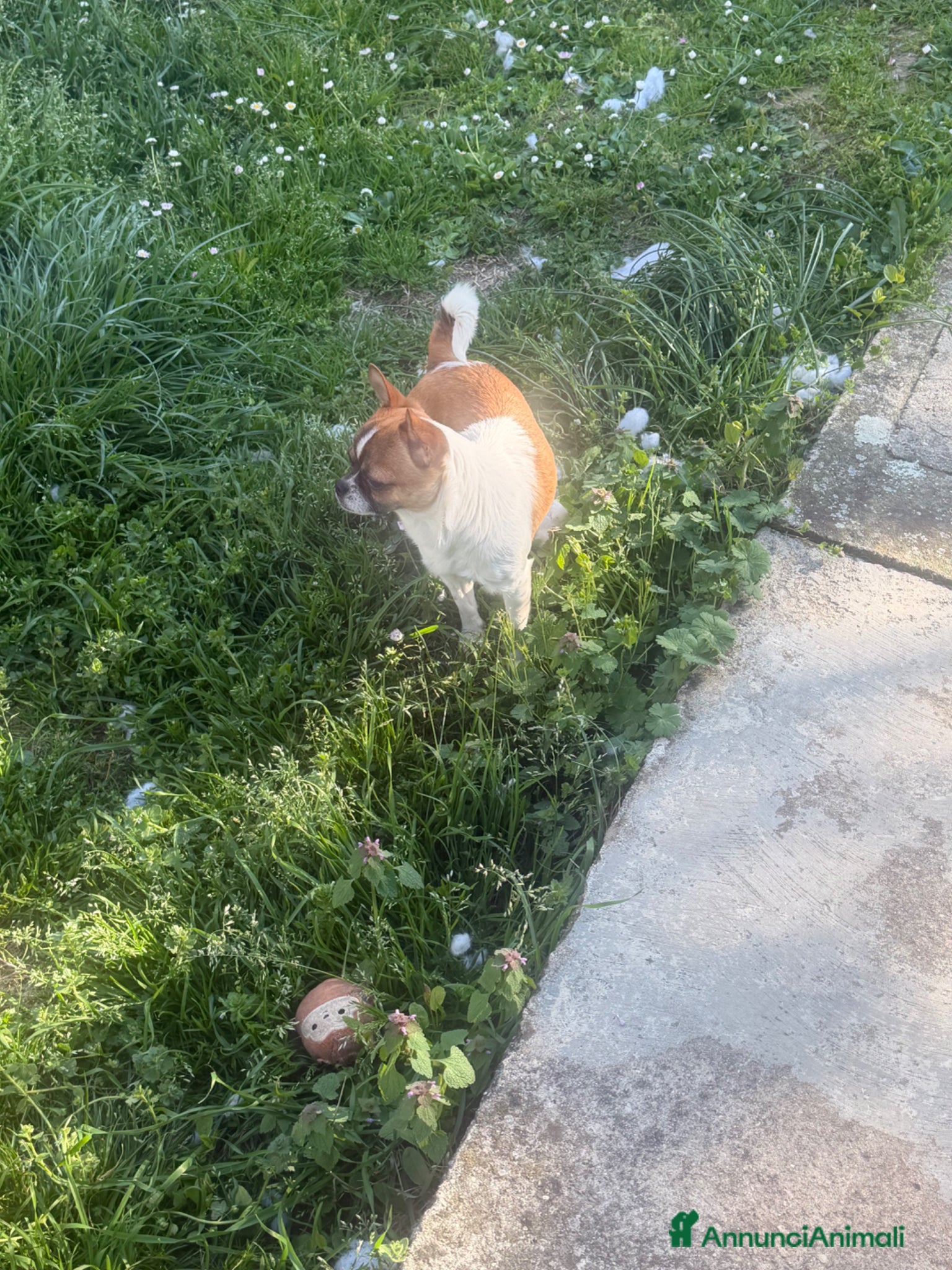 Chihuahua cani Chihuahua - Annuncio 2